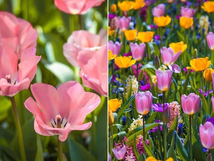 Czego symbolem jest tulipan? Odkryj jego głębokie znaczenie w kulturze