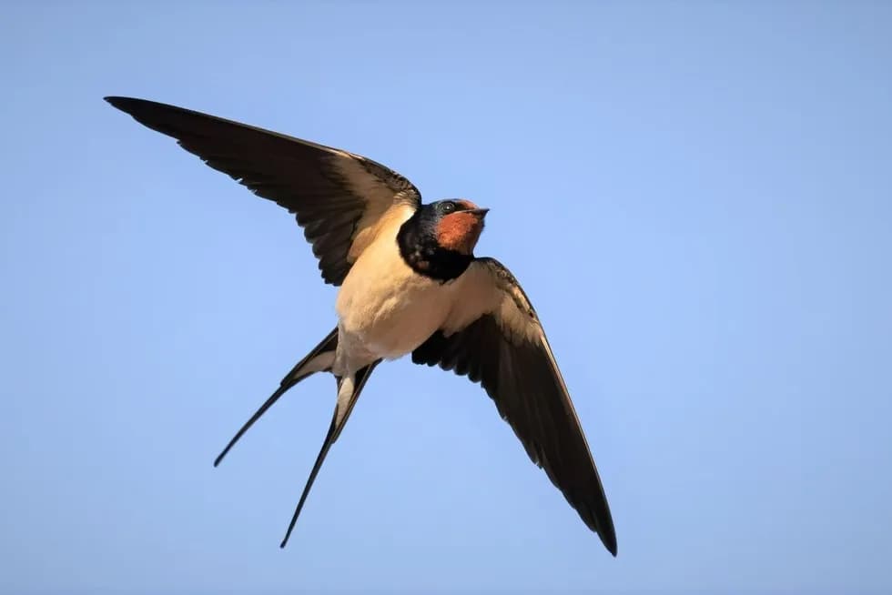 Czego symbolem jest jaskółka? Odkryj jej głębokie znaczenie w kulturze