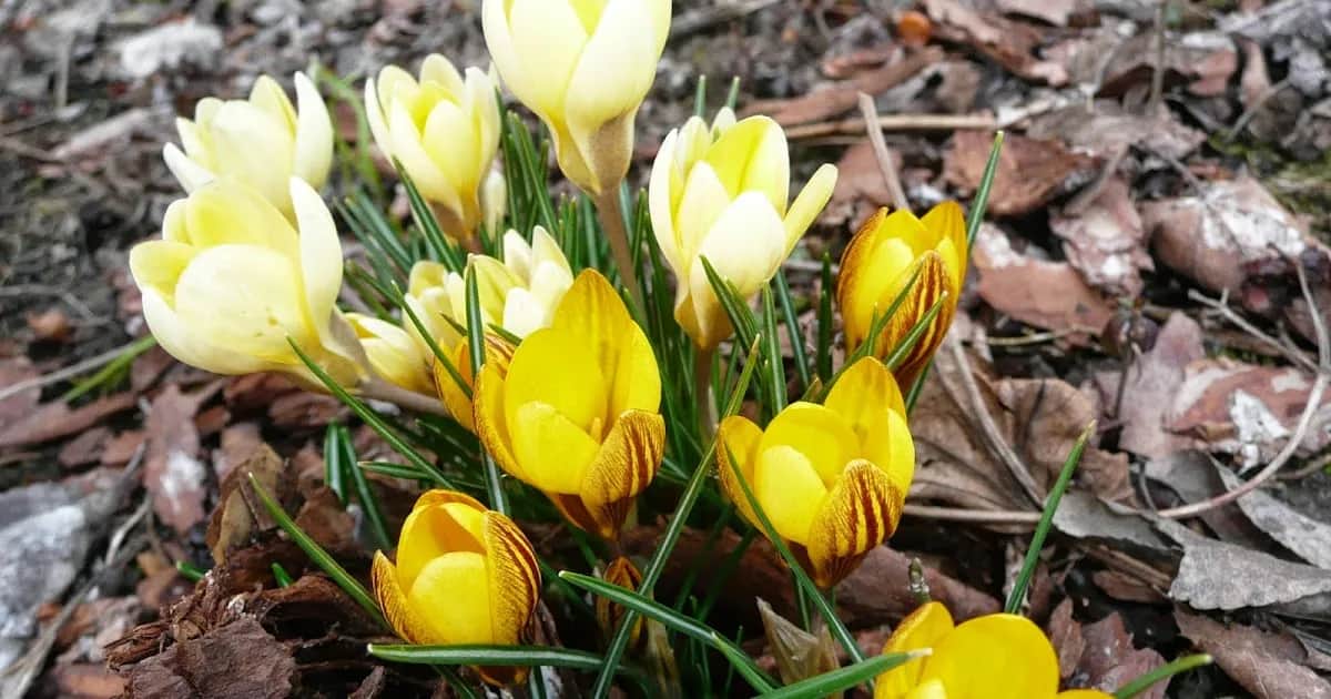 Wiersze o wiosennej łące: piękno natury i emocje w poezji