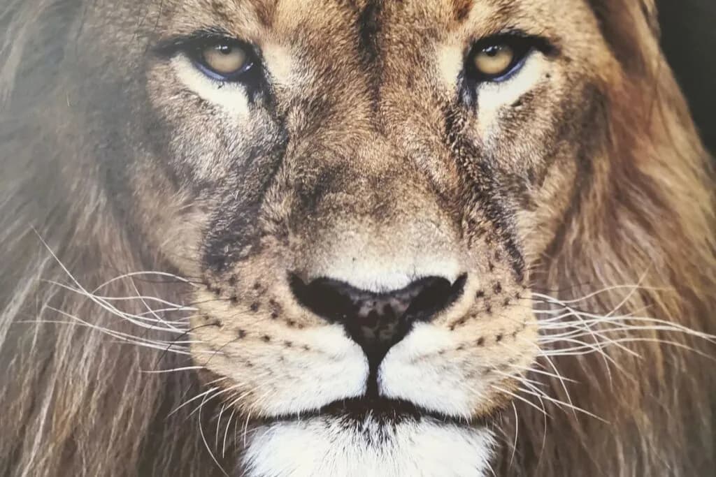 Recenzja książki Opowieści z Narnii: Co warto wiedzieć przed lekturą