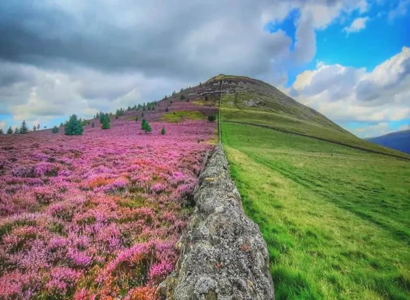 Dlaczego oset jest symbolem Szkocji? Odkryj jego tajemnice i znaczenie